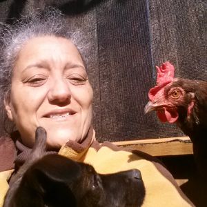 DeeOhGee, my watch dog for my chickens, doesn't like the idea that Chick Kee wants her turn to sit on my lap!