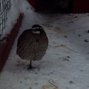 Northern Bobwhite