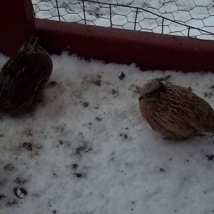 Brown and Golden Coturnix