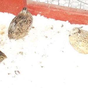Brown and Golden Coturnix