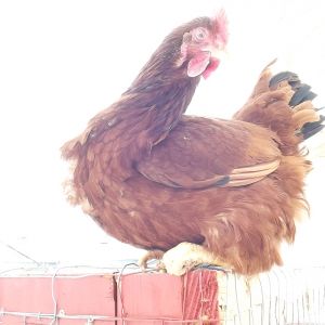 Rhode Island red