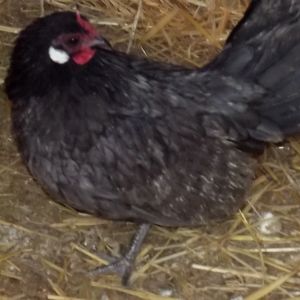 Blue Rose Comb hen