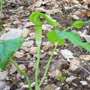 Jack-in-the-pulpit