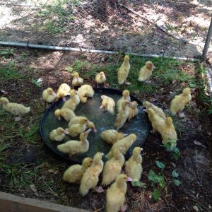 A 2" rubber hot water heater overflow pan makes a perfect swimming pool for month old ducklings!
