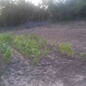 The sweet corn patch.