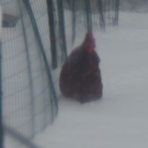 Poor Lucy trying to make her way to the house.Following daddy from the barn.