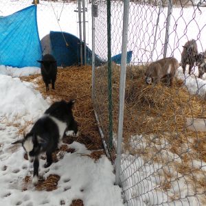 The babies get play time today.And the bad boys dont like not getting to play.