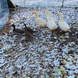 The ducks wondering what the white stuff is?