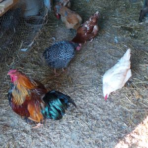 Fred and some of his girls. Checking out the ducks.
