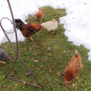 Chicks sayin"Finally some grass"