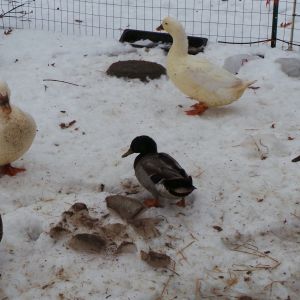 The duck gang waitin for the pool to fill.