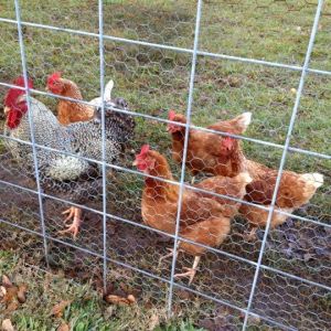 *
this rooster was a rescue he was caged hence the worn wing feathers:( he is a mean one but very dutiful over his flock