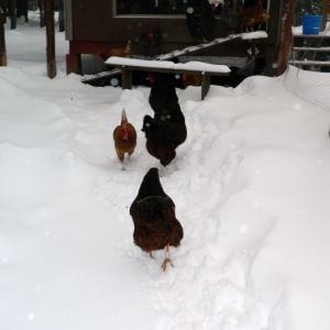 Bill leading his ladies back to the coop.