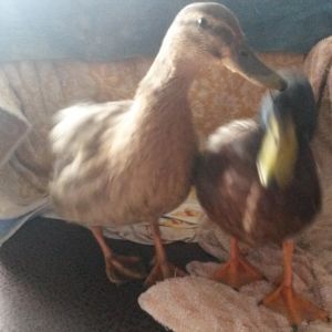 April and Andy the frozen ducks.April tetting Andy  shes not doing that again.It was too scary.
 Story below on next pic