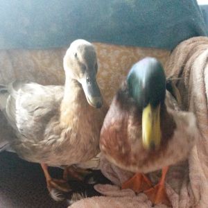 The short story of the "FROZEN DUCKS".
   Meet April and Andy ...One day in Indiana it was very cold.So cold that water would freeze in 10 minutes .Well all the ducks just love to party.The City Chicks sent an invitation to drop by their coop.They was hanging out inside today.They had noodles and warm water.That Mom the maid had brought to them.So the duck gang went next door to visit and hang out with all their friends.Scarlet the hen liked to play jokes on the ducks.So she told them to check out the new hot tub. Mom the maid had brought them out from the house.....Now April and Andy were new to the duck gang.And they didnt know Scarlet would play a joke on them.So all the duck gang played and splashed and had a blast.Then it was April and Andys turn.By then it was getting late and the night was coming.After Andy got out April wanted to play some more.But she didnt know if the temperature got colder the water would turn to ice.So while she was just sitting in the water relaxing ...OH NO !!! IT FROZE !! All the duck gang was yelling at April"Get Out Get Out"But she couldnt she was stuck in the pan.The water had turned to ice.And she couldn't get out.But Mom the maid heard them screaming at April.She was running to see what happened.When she saw April stuck in the pan.She grabbed the pan and got April out.Wrapped the frozen April in her coat.And ran to the house.She was hollering at Daddy the banker to get her some towels.They wrapped her in the towels and blowed hot air on her.April knew Mommy the maid  and Daddy the banker would save her.She felt the ice melting off her feathers.And started feeling warm again.Mommy the maid was so happy that she found her.And she knew she was going to be okay.Sissy the sitter brought Andy in to see her.He was scared when he couldn't find her.But he knew Mommy the maid would make it all better.So after April got warm.And It was time for bed.Mommy the maid took them back home for bed.After she tucked them in their nice warm bed.She dropped by the City Chicks coop to talk to Scarlet.Mommy the maid told her....If she ever did that again she would make her sleep outside.And Scarlet was so sorry that she played a trick on April.She promised she would never do that again.....The End