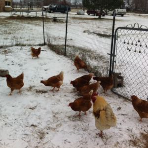 After thinking they didn't want to come out of the coop, they eventually got curious and decided to scratch around in the snow.