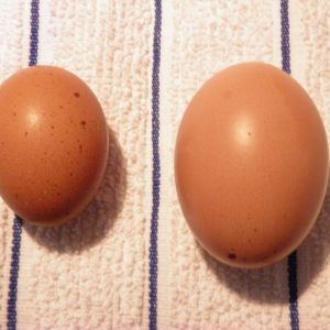 Marans pullet's first egg on left weighing 47 grams and her second one on the right weighing 81 grams.