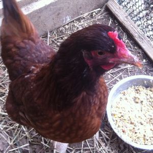 Rhode Island Red