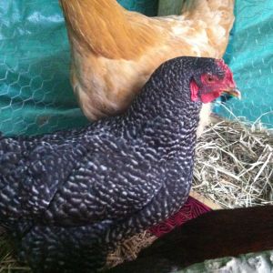 Barred Rock - Oreol