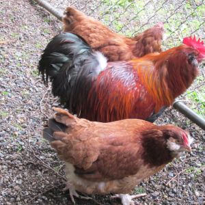 LF-Mahogany Rooster & hens, Sandhill Breeding,