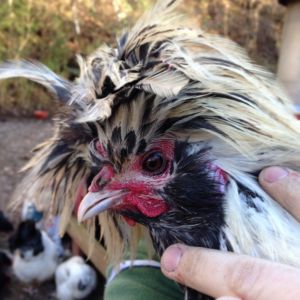 Silver laced Polish tophat