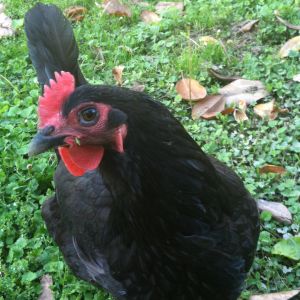 Black Australorp hen