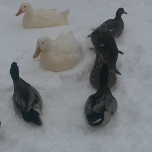 Petey polly and the mallards waitin for breakfast.
