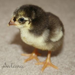Chocolate Wyandotte Bantam Chick