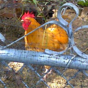 2012-10-06_14-16-37_679.jpg       this is a photo of our buff orpington rooster.  I have a small farm and paint chickens, goats and other farm animals and pets.  My family and I have chickens and goats on our farm.  My blog is http:phils4windsartfarm.blogspot.com