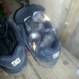 How many chicks can you fit in one shoe?