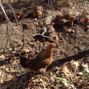 Free ranging in late fall