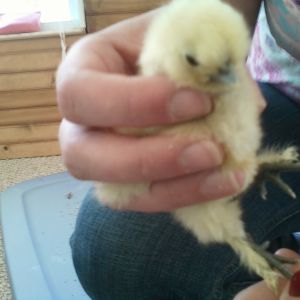 Silkie chick