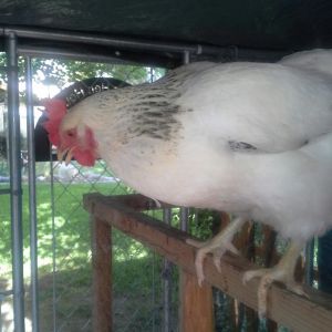 Dotty, my only chick not name after food!