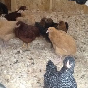 Pullets at 12 weeks.  First day in their new house