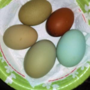 my best blue and olive eggs.
