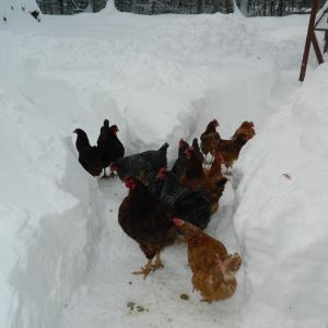 Pathways shoveled.  2 feet of snow.