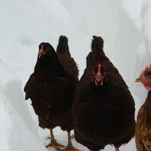 Thelma and Louise and friend.