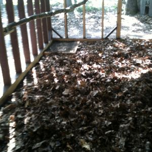 Deep litter (leaves from my yard) and a birch sapling for a roost in the run.