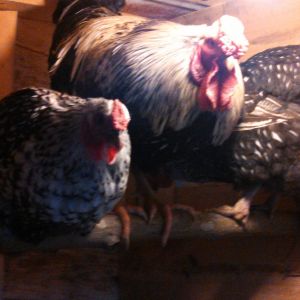 Bob and 2 of his lady's Jaba and Valentine. All 3 are silver Laced wyandotte