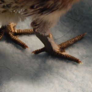 5 toes on left 4 on the right