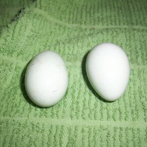 Our first eggs!