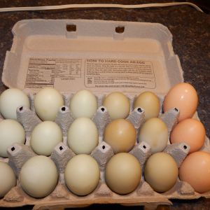 1.5 dozen of our girls' rainbow eggs