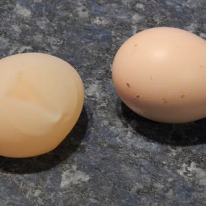 jelly egg and a normal egg for comparison