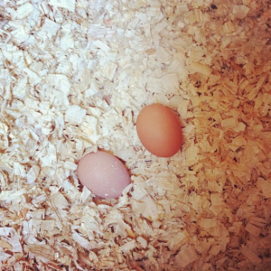 Two eggs!!!! For the first time ever.