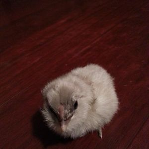*
Ameraucana chick