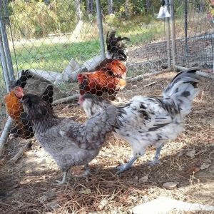 *Ameraucana blue hen and splash roo