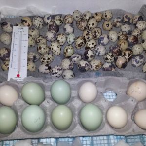 *
Quail, silkies, ameraucana eggs