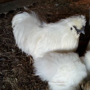 *
silkie roo