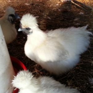*
my silkie hen