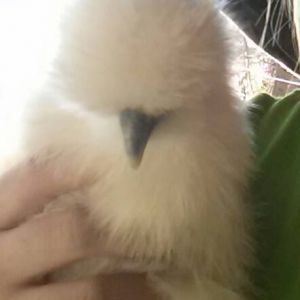 *
one of my older silkie chicks